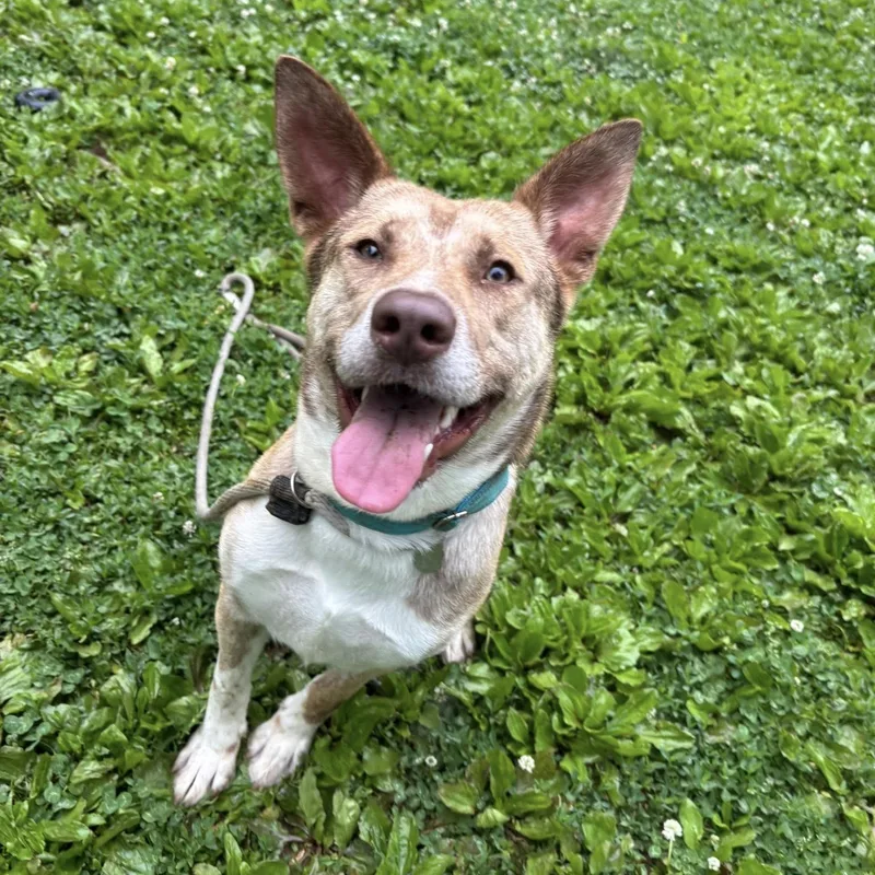 A young medium-sized female Yellow / Tan / Blond / Fawn Cattle Dog dog named Random for adoption in Phoenixville, PA