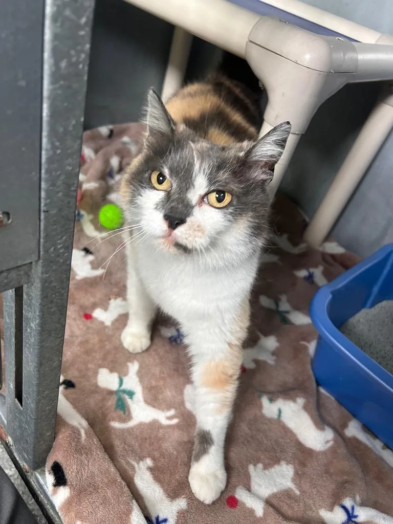 A young medium-sized female Domestic Short Hair cat named Betsy for adoption in Albion, NY