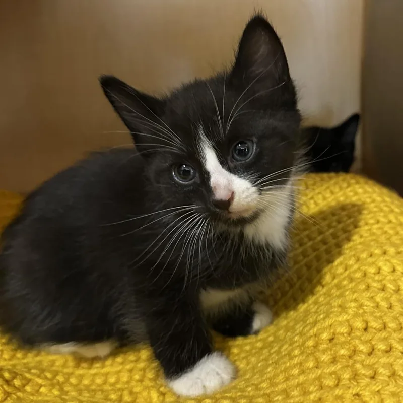 A baby small-sized male Black Domestic Short Hair cat named Crunchy Croc for adoption in Washington Township, OH