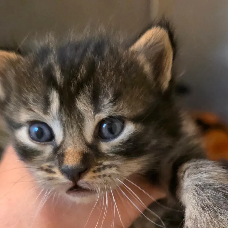 A baby small-sized male Brown / Chocolate Domestic Long Hair cat named Cosmo for adoption in Buellton, CA
