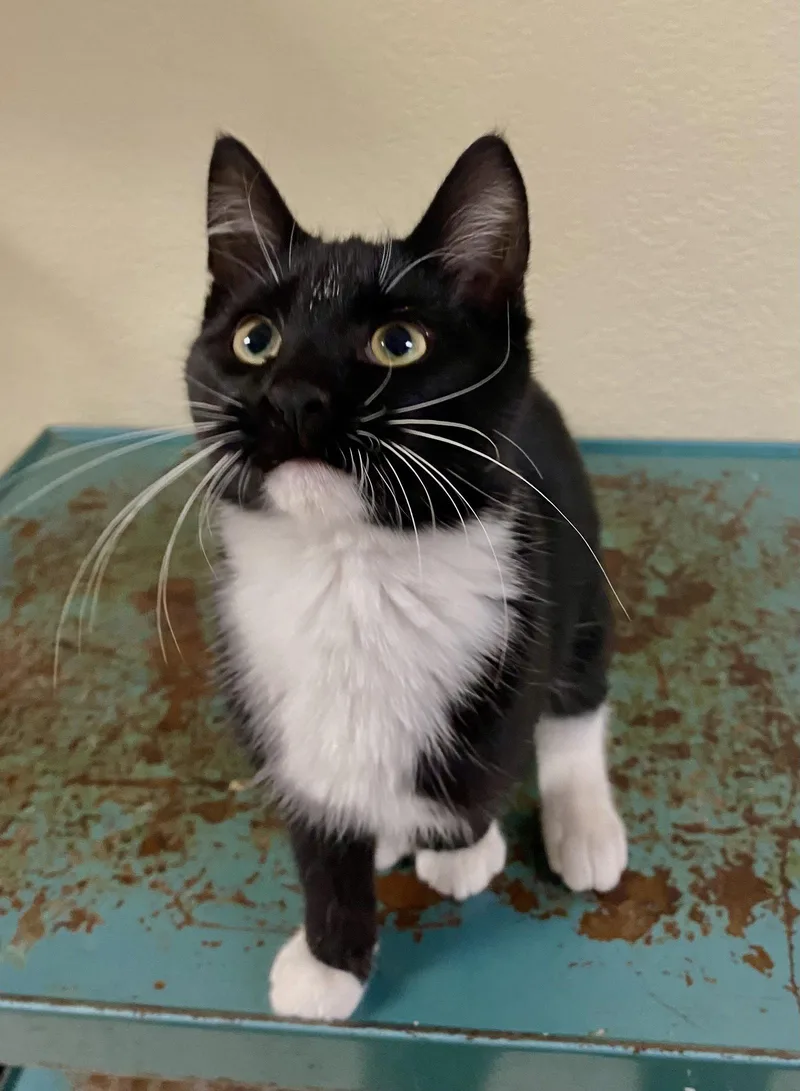 A young medium-sized male Black & White / Tuxedo Domestic Short Hair cat named Dorian for adoption in Fargo, ND