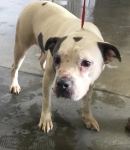 An adult medium-sized female Pit Bull Terrier dog named A for adoption in Riverside, CA