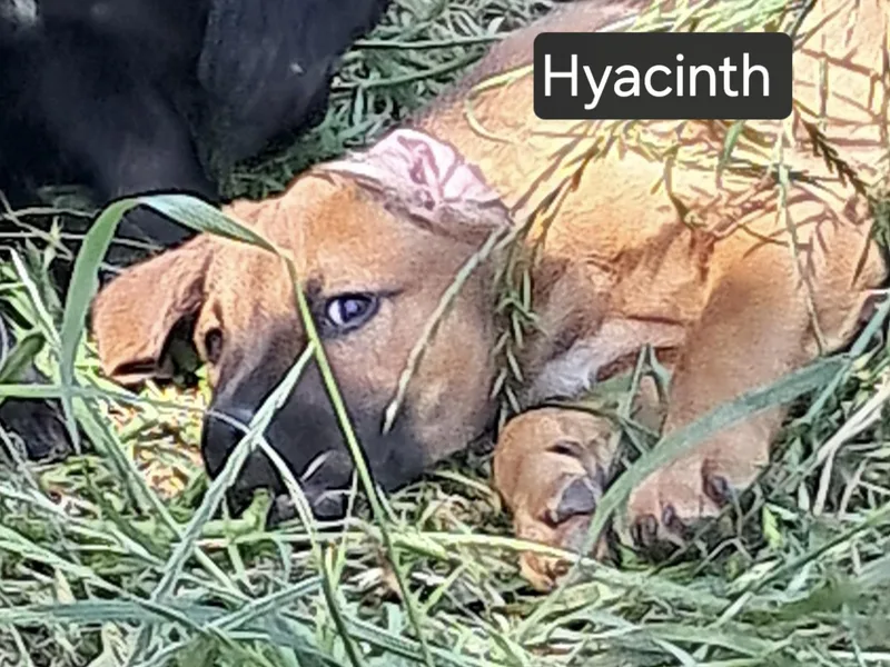A baby medium-sized female Labrador Retriever dog named Hyacinth for adoption in Manchester, CT