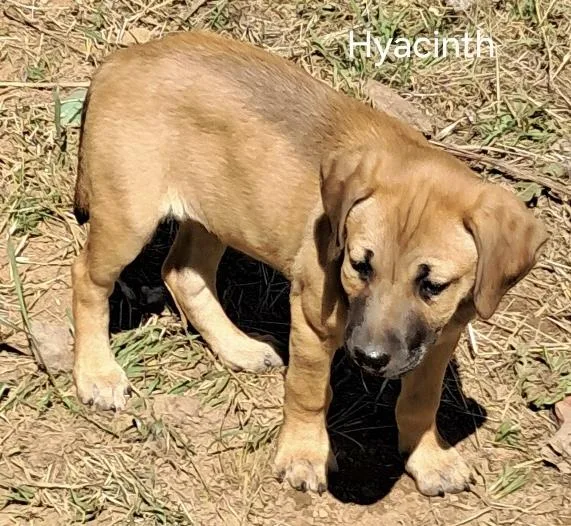Hyacinth thumbnail 3