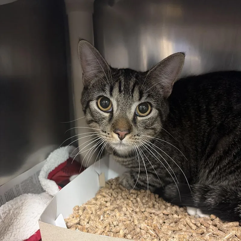 A young medium-sized male Domestic Short Hair cat named Gizmo for adoption in Perkiomenville, PA