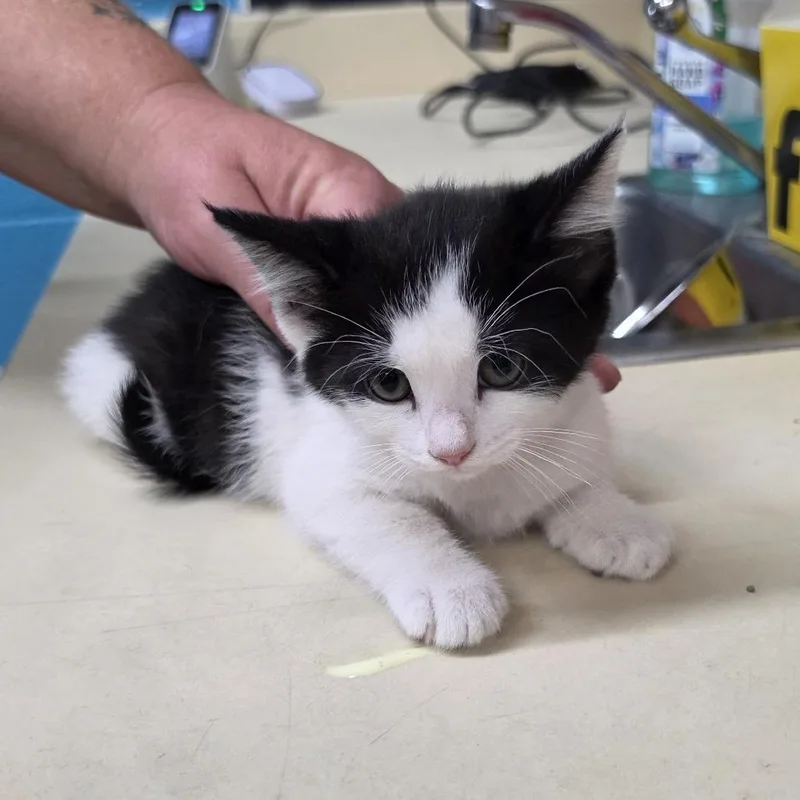 Tilly thumbnail 2
