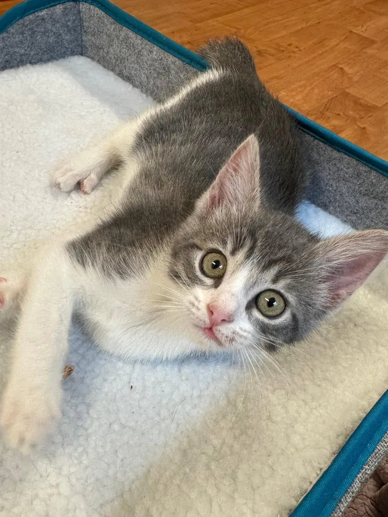 A baby small-sized female Tabby cat named Monkey & Diva for adoption in Walnut Creek, CA