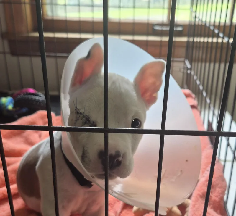 A baby small-sized male Boxer dog named Shaggy for adoption in Lynchburg, TN