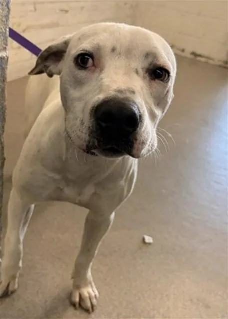 A young medium-sized female Pit Bull Terrier dog named Aster for adoption in San Bernardino, CA