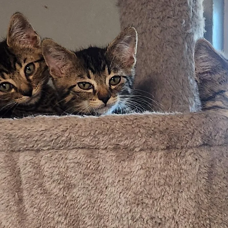 A baby small-sized male Brown / Chocolate Domestic Short Hair cat named Jeremiah Johnson for adoption in Layton, UT