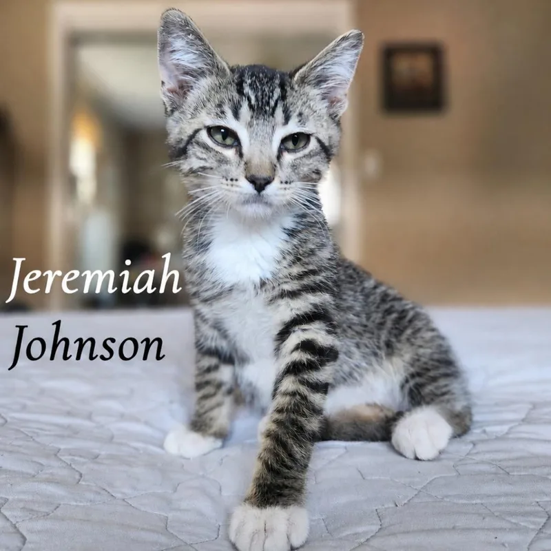 Jeremiah Johnson thumbnail 4