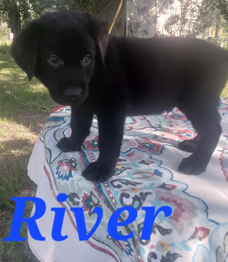 A baby medium-sized male German Shepherd Dog dog named River for adoption in Rome, GA