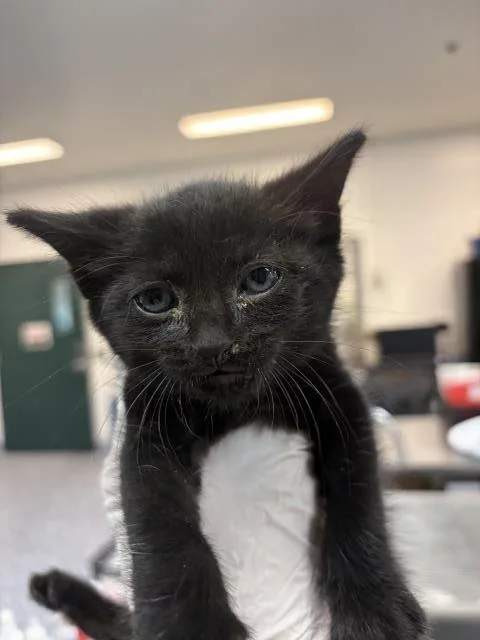 A baby small-sized male Domestic Short Hair cat named Mark for adoption in Thousand Palms, CA