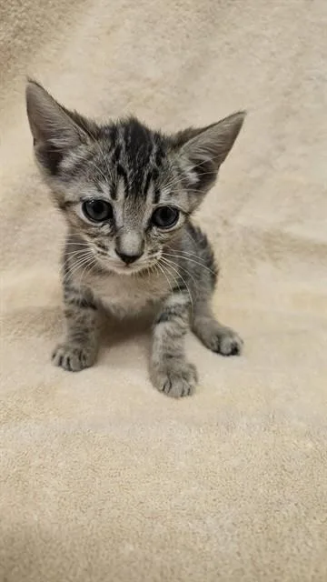 A baby medium-sized female Domestic Short Hair cat named Pumpkin for adoption in Castaic, CA