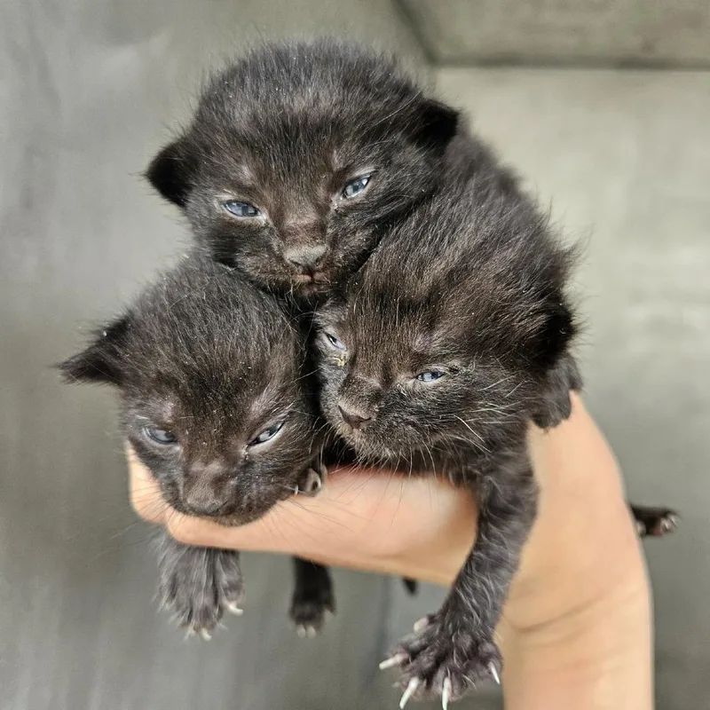 A baby small-sized male Black Domestic Short Hair cat named Xtra Hugs for adoption in Austin, TX
