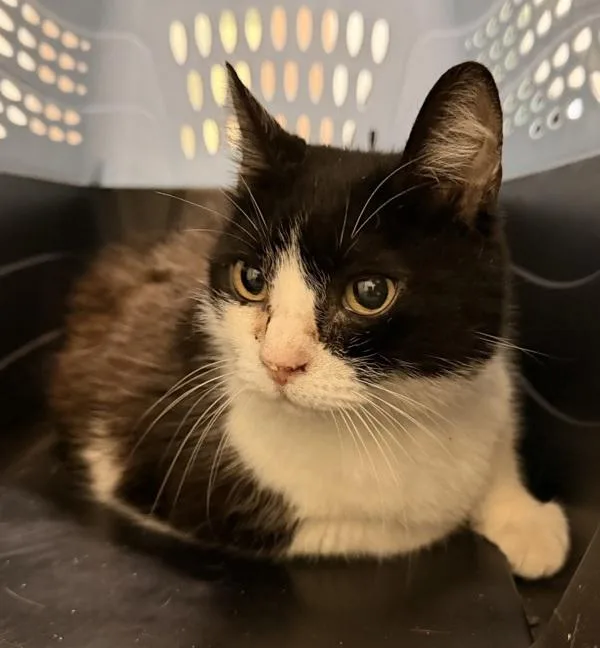 An adult large-sized female Domestic Short Hair cat named Michi for adoption in San Diego, CA