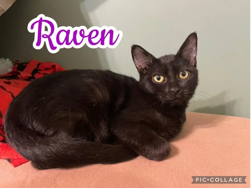 Raven thumbnail 2