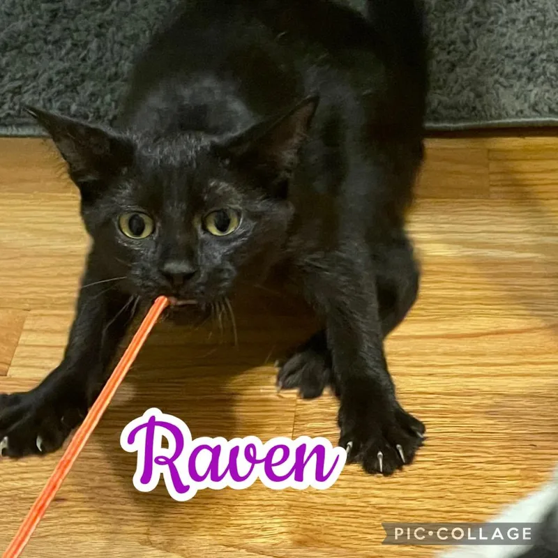 Raven thumbnail 3