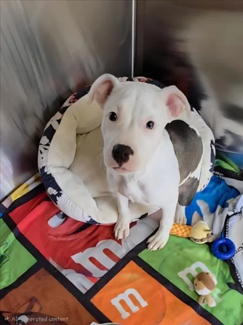 A baby small-sized female Pit Bull Terrier dog named Jeanie for adoption in Derwood, MD