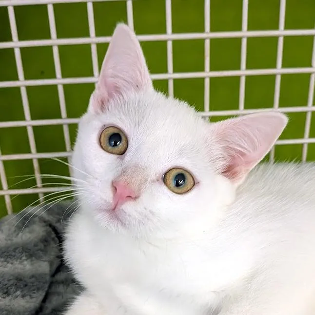 A baby medium-sized female White Manx cat named Michelle for adoption in Lake Monroe, FL