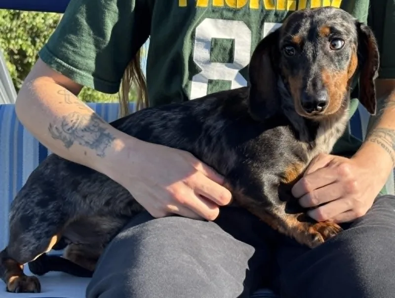 A young small-sized male Tricolor (Brown, Black, & White) Dachshund dog named Reed for adoption in West Bloomfield, MI
