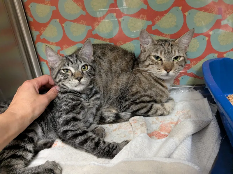 A young medium-sized female Tabby (Brown / Chocolate) Domestic Short Hair cat named Romina and Alexi for adoption in Worcester, MA