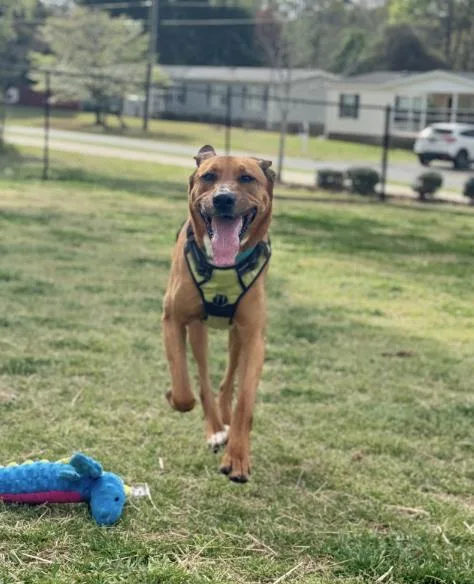 A young large-sized male Labrador Retriever dog named Tarzan for adoption in Haw River, NC