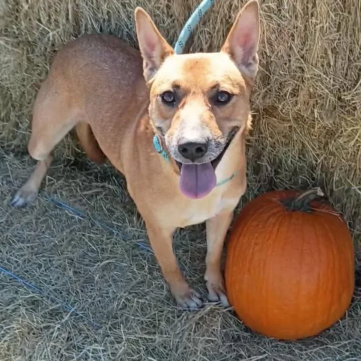 An adult small-sized female Cattle Dog dog named KiKi P for adoption in Corsicana, TX