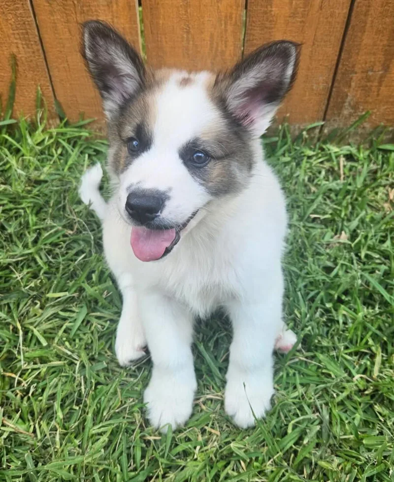A baby medium-sized male White / Cream German Shepherd Dog dog named Mando for adoption in Pflugerville, TX