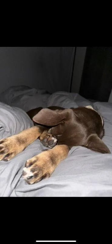 A young medium-sized male German Pinscher dog named Bear for adoption in San Diego, CA