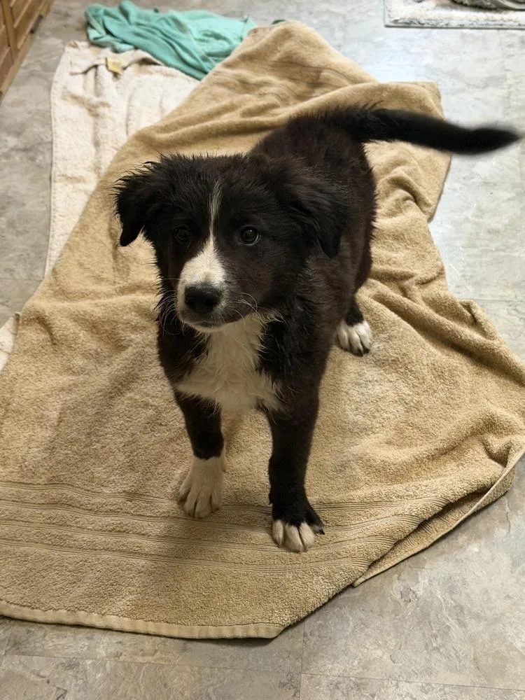 A baby medium-sized female Tricolor (Brown, Black, & White) Husky dog named Enoki for adoption in Waunakee, WI