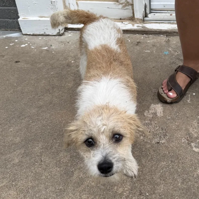 Benji