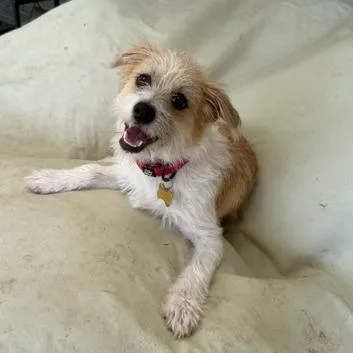 Benji thumbnail 3