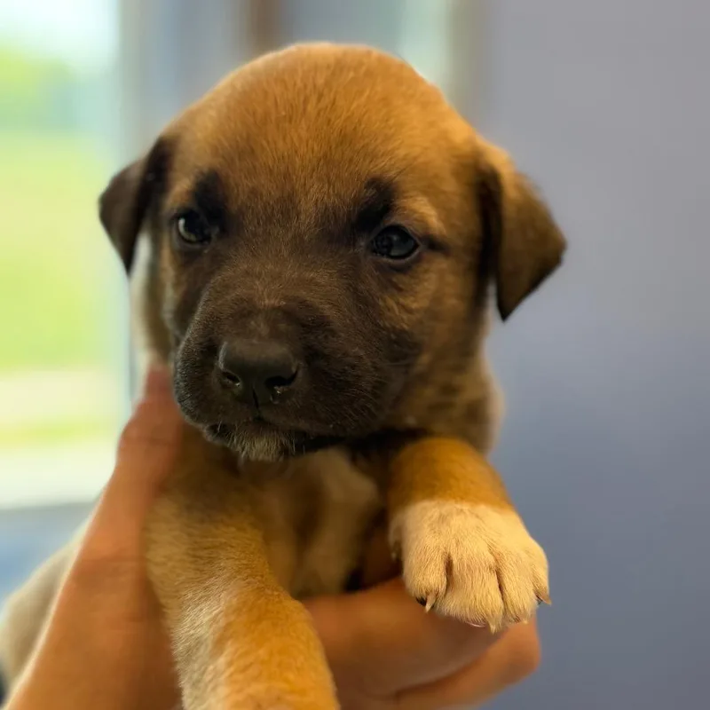A baby medium-sized male Brown / Chocolate Hound dog named Parley for adoption in Madisonville, TN