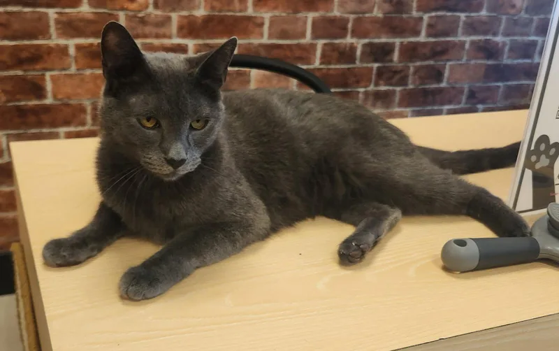 An adult medium-sized male Gray / Blue / Silver Domestic Short Hair cat named Charlie for adoption in Herndon, VA