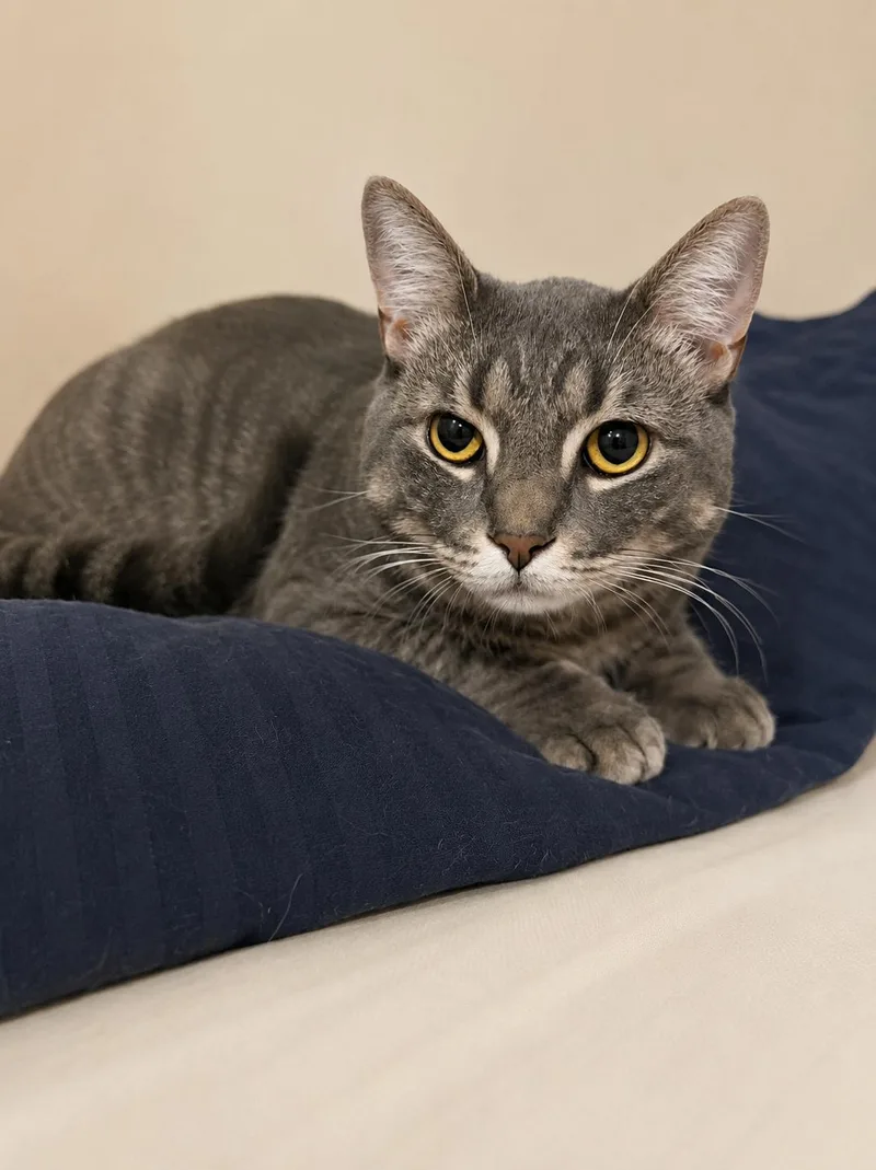 An adult medium-sized male Tabby (Gray / Blue / Silver) Domestic Short Hair cat named Alvin โ Sweet Little for adoption in Bloomfield, NJ