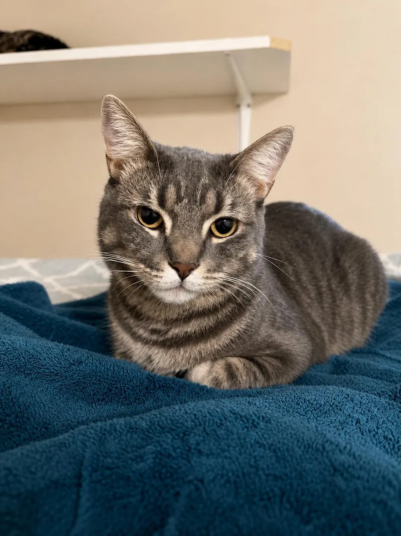 Alvin — Sweet Little thumbnail 2