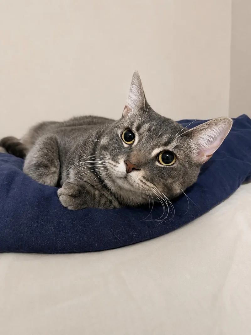 Alvin — Sweet Little thumbnail 4