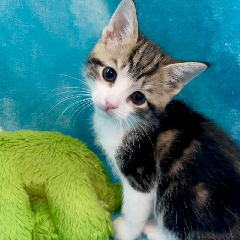 A baby medium-sized male Tabby (Brown / Chocolate) Domestic Short Hair cat named Pax for adoption in Greensboro, NC