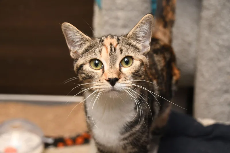 A young medium-sized female American Shorthair cat named Sugar Plum for adoption in Naples, FL