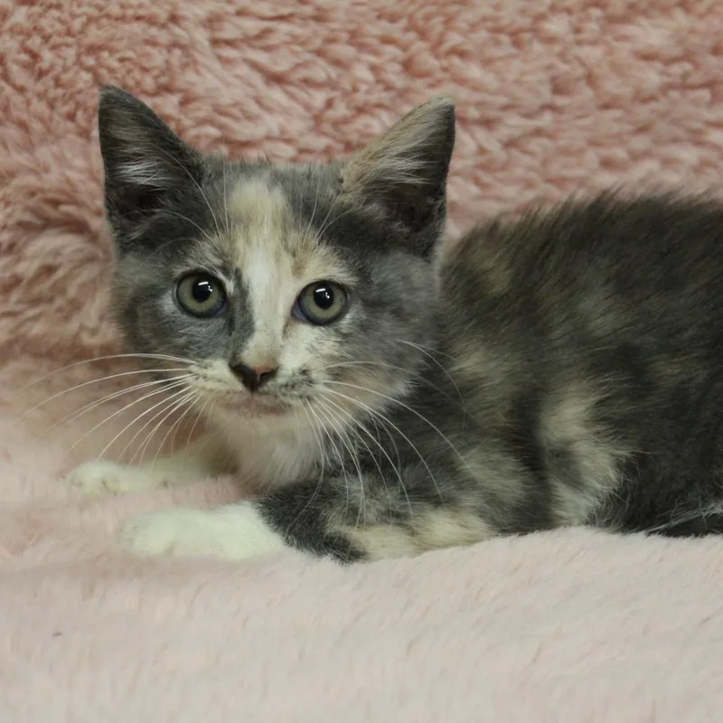 A baby small-sized female Calico Domestic Short Hair cat named Skelly for adoption in Auburn, AL