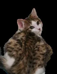Pippin