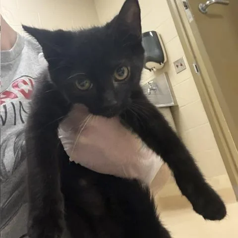 A baby small-sized male Black Domestic Short Hair cat named Nick for adoption in Winston-Salem, NC