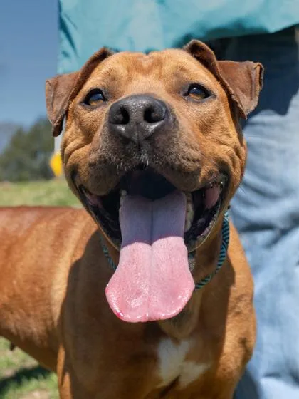 An adult medium-sized female Labrador Retriever dog named Bet for adoption in Atlanta, GA
