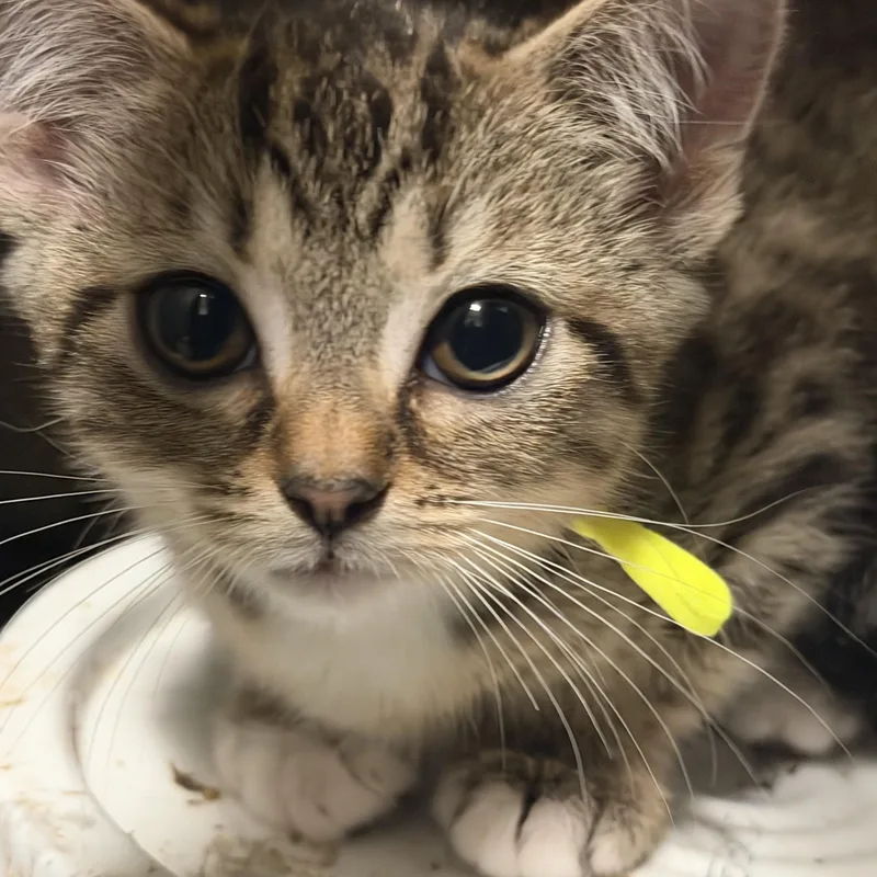 A baby small-sized female Bengal cat named Robin for adoption in Palatine, IL