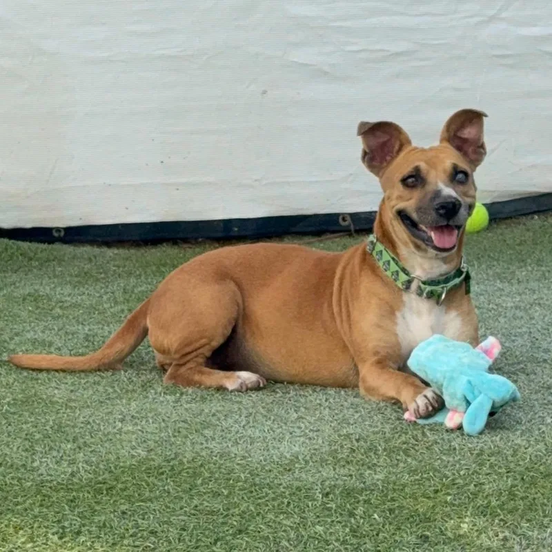 An adult medium-sized female Terrier dog named Charlie for adoption in San Diego, CA