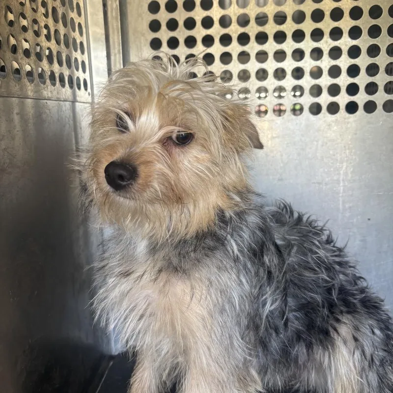 A young small-sized female Gray / Blue / Silver Yorkshire Terrier dog named Shayla for adoption in Birmingham, AL
