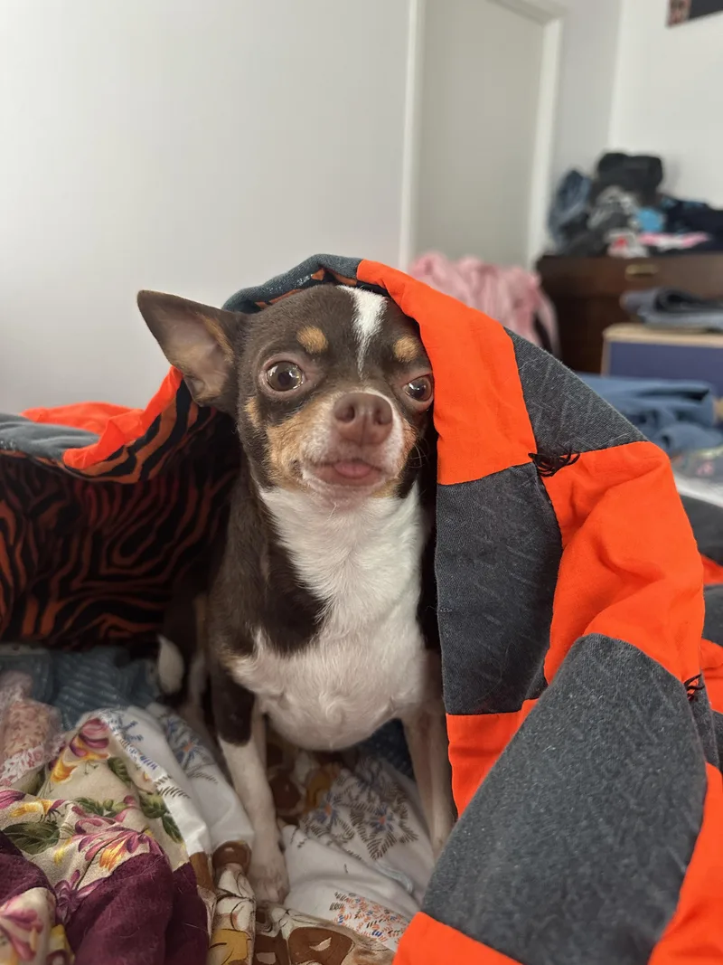 An adult small-sized male Bicolor Chihuahua dog named Rocky for adoption in Sheridan, OR