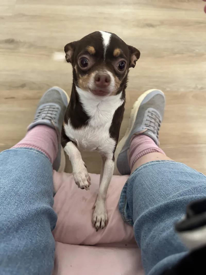 Rocky thumbnail 3