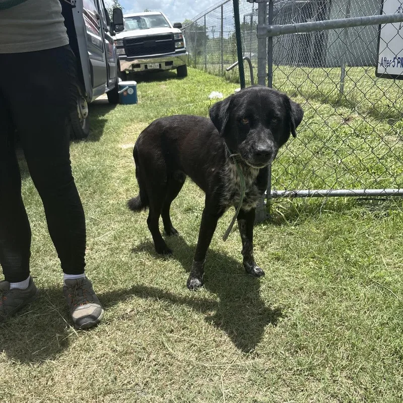 An adult medium-sized male Black Mixed Breed dog named Tank for adoption in Austin, TX